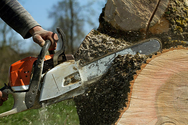 Dead Tree Removal in Sans Souci, SC